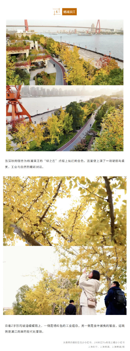 上海银杏浓度已达99%！这份含“金”量超高的浪漫别错过→