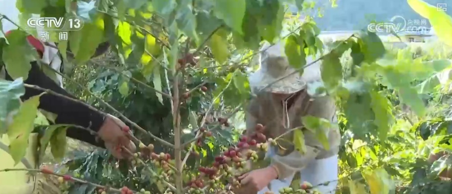 “服务+科技”擦亮特色产业“金字招牌” 农户增收“节节高”