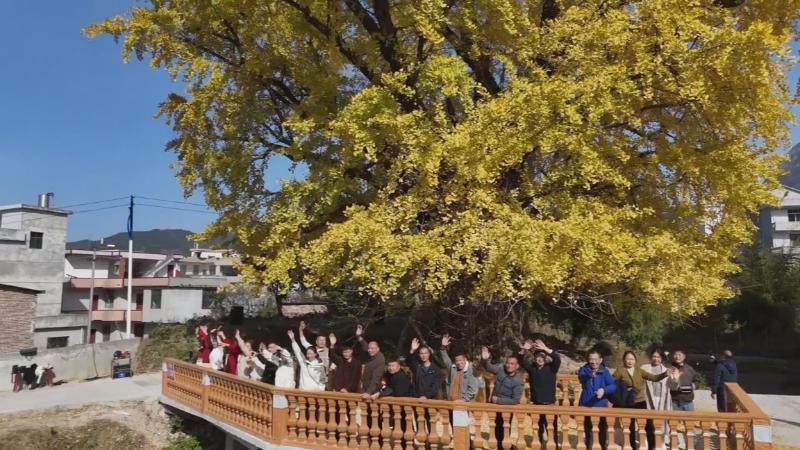 江西遂川：千年银杏披“金装” 冬日盛景引客来