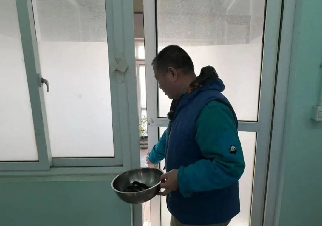 平平，再见！全球最长寿朱鹮离世