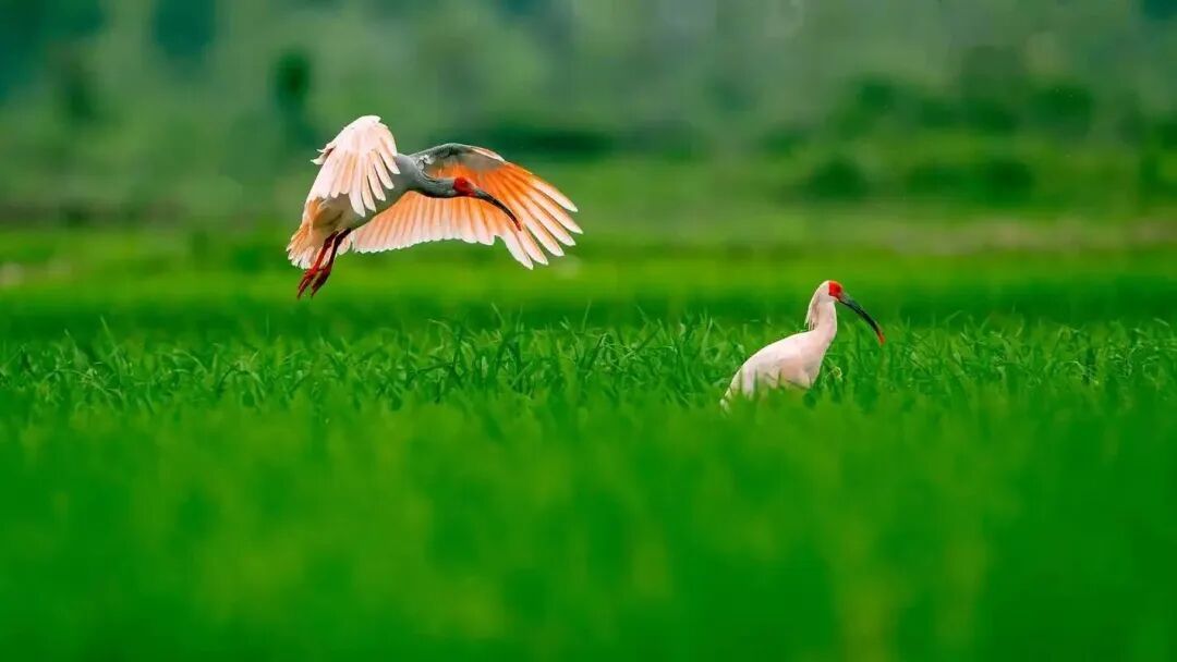 平平，再见！全球最长寿朱鹮离世