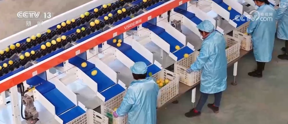 “服务+科技”擦亮特色产业“金字招牌” 农户增收“节节高”