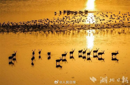 回家40年后麋鹿在西方改回中国名