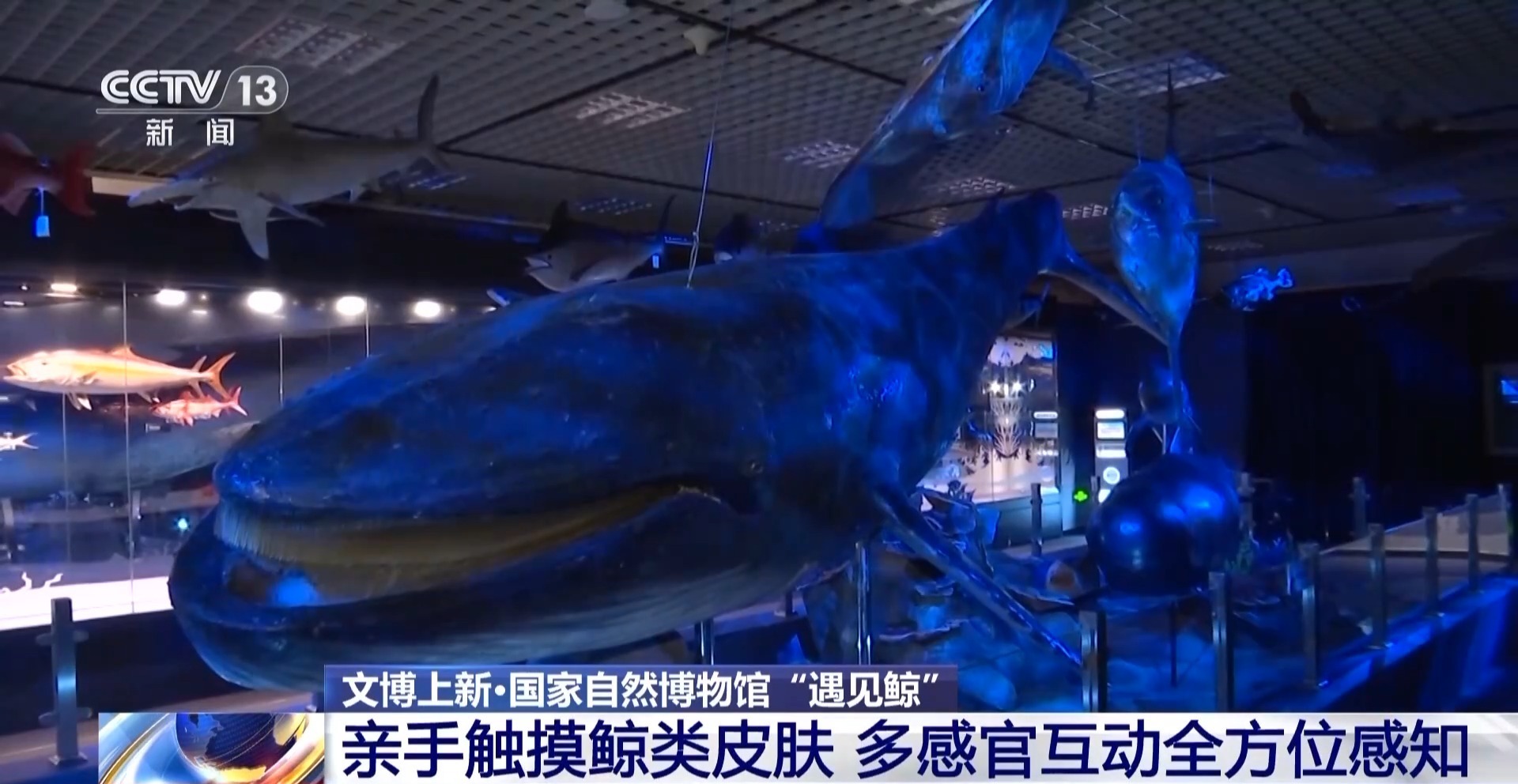 在国家自然博物馆“遇见鲸” 回望5500万年陆海传奇