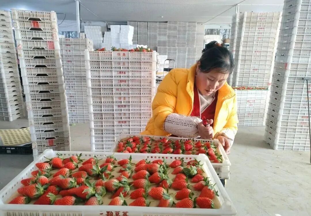 这个“冬日顶流”，即将大量成熟！青岛这里每天发出500斤，订单已经排到了下周……