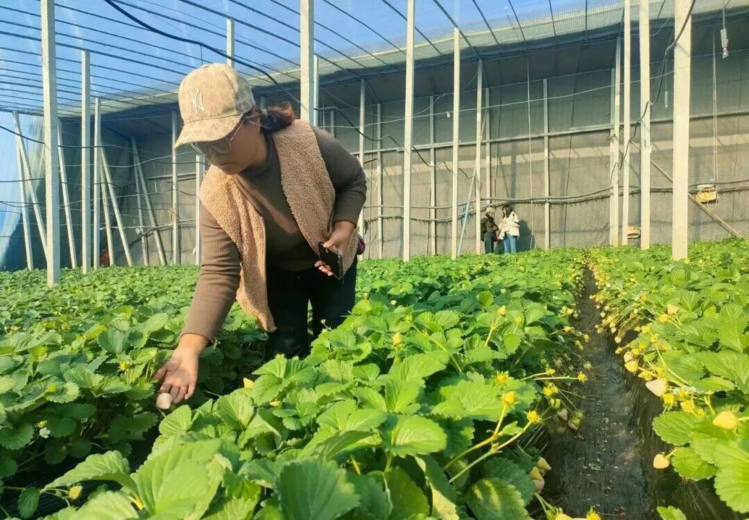 这个“冬日顶流”，即将大量成熟！青岛这里每天发出500斤，订单已经排到了下周……