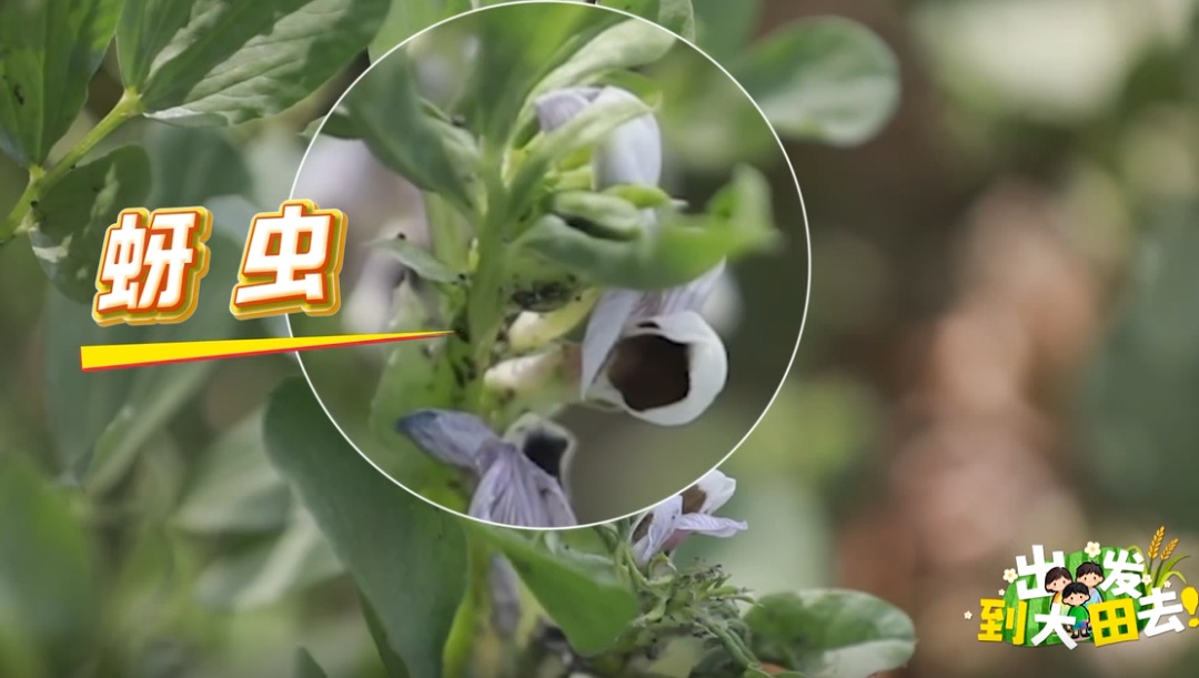 近300名农学子种蚕豆半年,竟颗粒无收?教授反手开“失败课堂” 近300名农学子种蚕豆半年,竟颗粒无收?教授反手开“失败课堂”