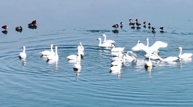 好消息！石家庄滹沱河湿地鸟类已达220种