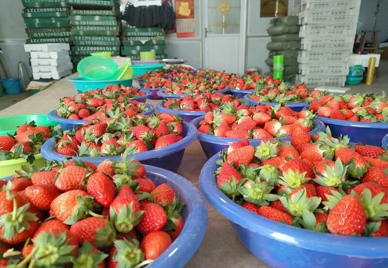 这个“冬日顶流”，即将大量成熟！青岛这里每天发出500斤，订单已经排到了下周……