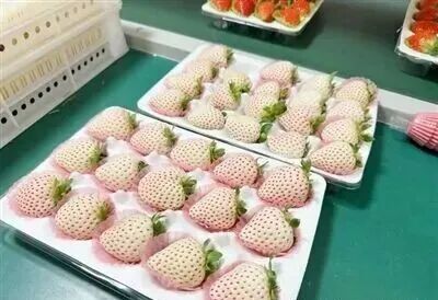 这个“冬日顶流”，即将大量成熟！青岛这里每天发出500斤，订单已经排到了下周……