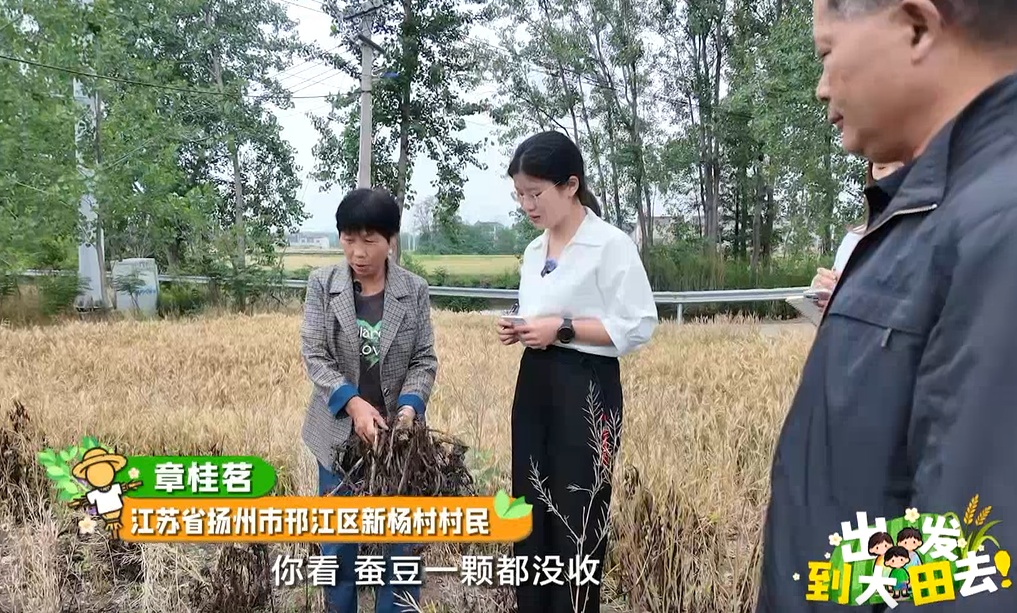 近300名农学子种蚕豆半年,竟颗粒无收?教授反手开“失败课堂” 近300名农学子种蚕豆半年,竟颗粒无收?教授反手开“失败课堂”