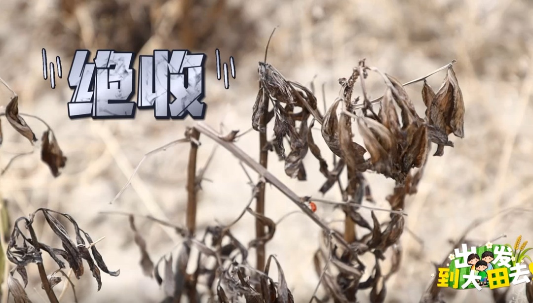 近300名农学子种蚕豆半年,竟颗粒无收?教授反手开“失败课堂” 近300名农学子种蚕豆半年,竟颗粒无收?教授反手开“失败课堂”