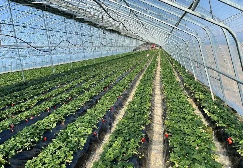 这个“冬日顶流”，即将大量成熟！青岛这里每天发出500斤，订单已经排到了下周……