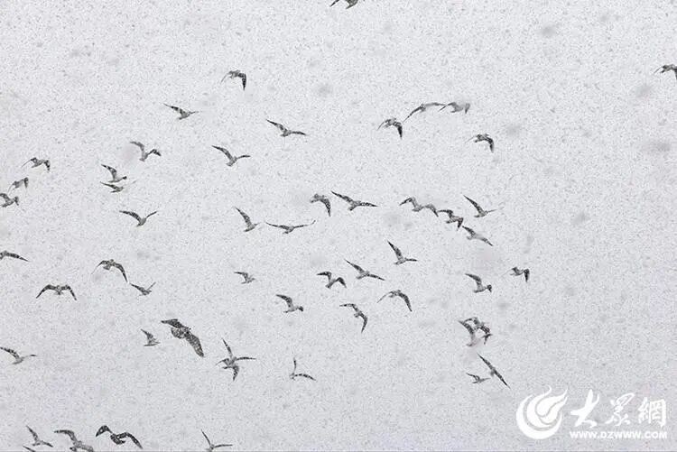 深度5厘米！2市继续降雪，山东发布天气预报