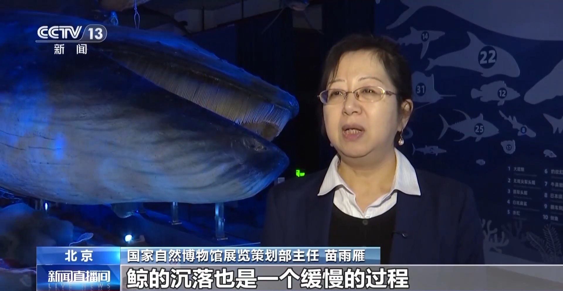 在国家自然博物馆“遇见鲸” 回望5500万年陆海传奇