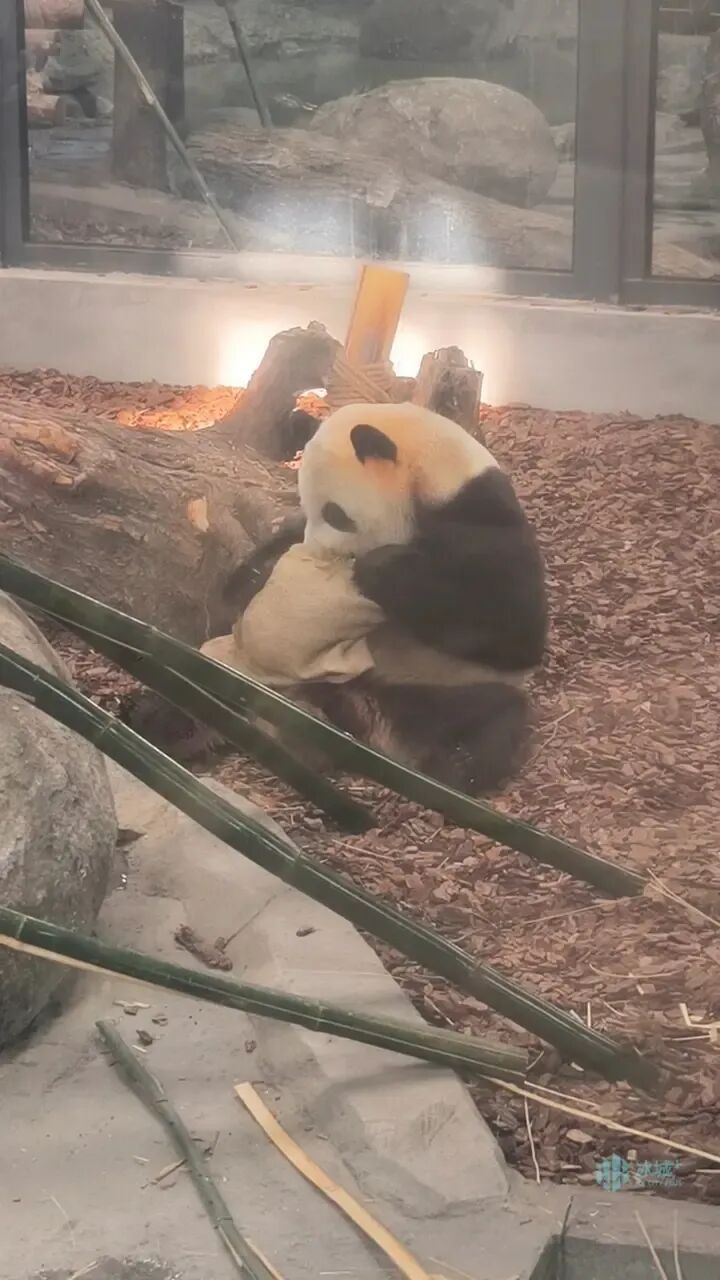 冰雪+萌宠!太阳岛雪博会建设正酣,熊猫芝士芝麻成冬日顶流 冰雪+萌宠!太阳岛雪博会建设正酣,熊猫芝士芝麻成冬日顶流