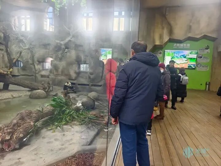 冰雪+萌宠!太阳岛雪博会建设正酣,熊猫芝士芝麻成冬日顶流 冰雪+萌宠!太阳岛雪博会建设正酣,熊猫芝士芝麻成冬日顶流