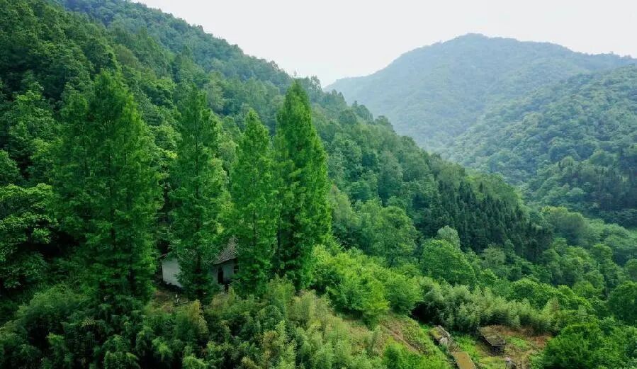 从仅剩7只到上万只——这是朱鹮保护的涅槃之路