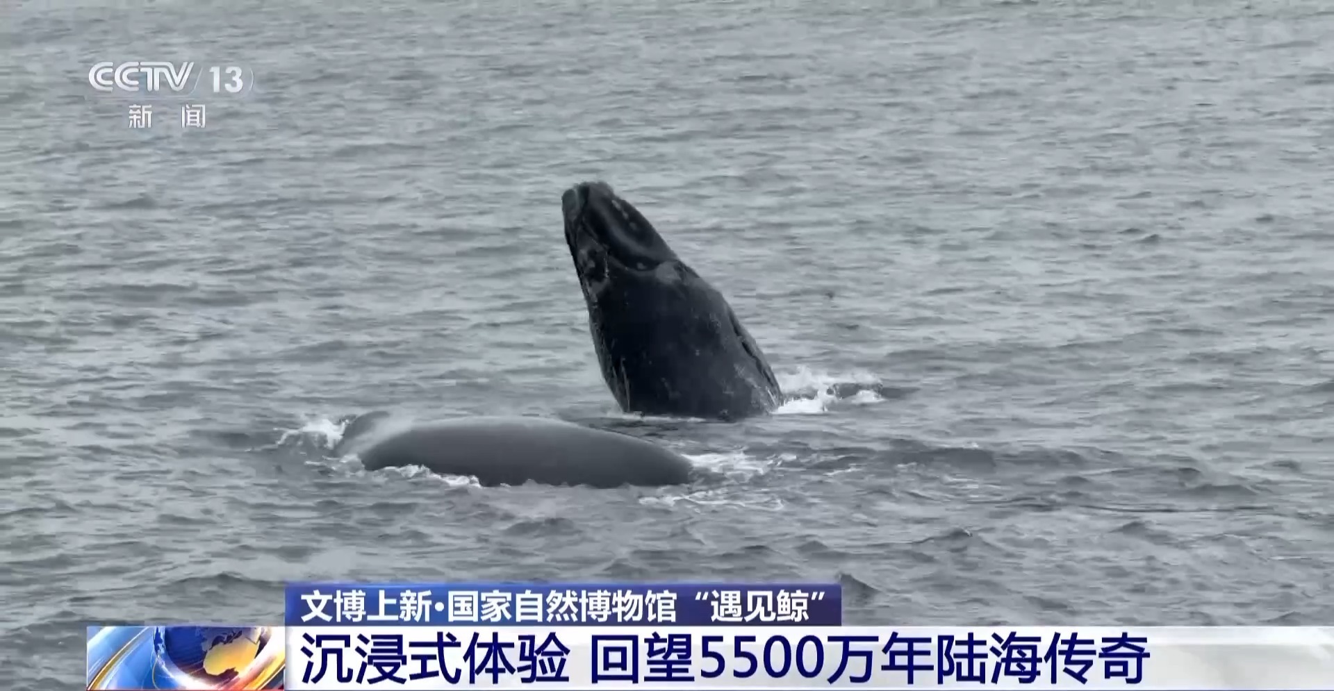 在国家自然博物馆“遇见鲸” 回望5500万年陆海传奇