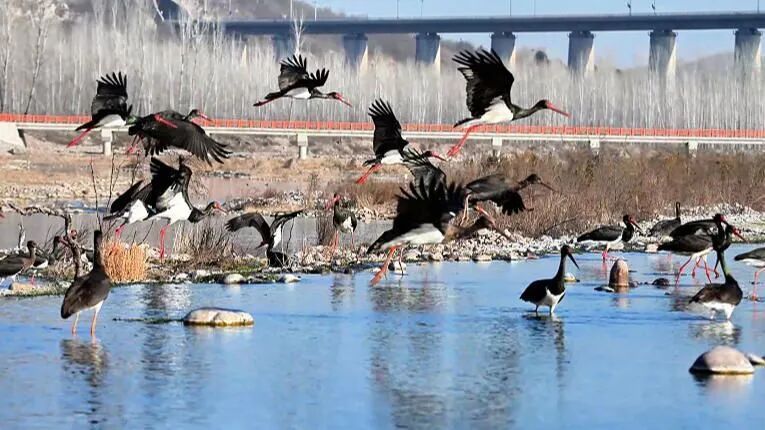 好消息！石家庄滹沱河湿地鸟类已达220种
