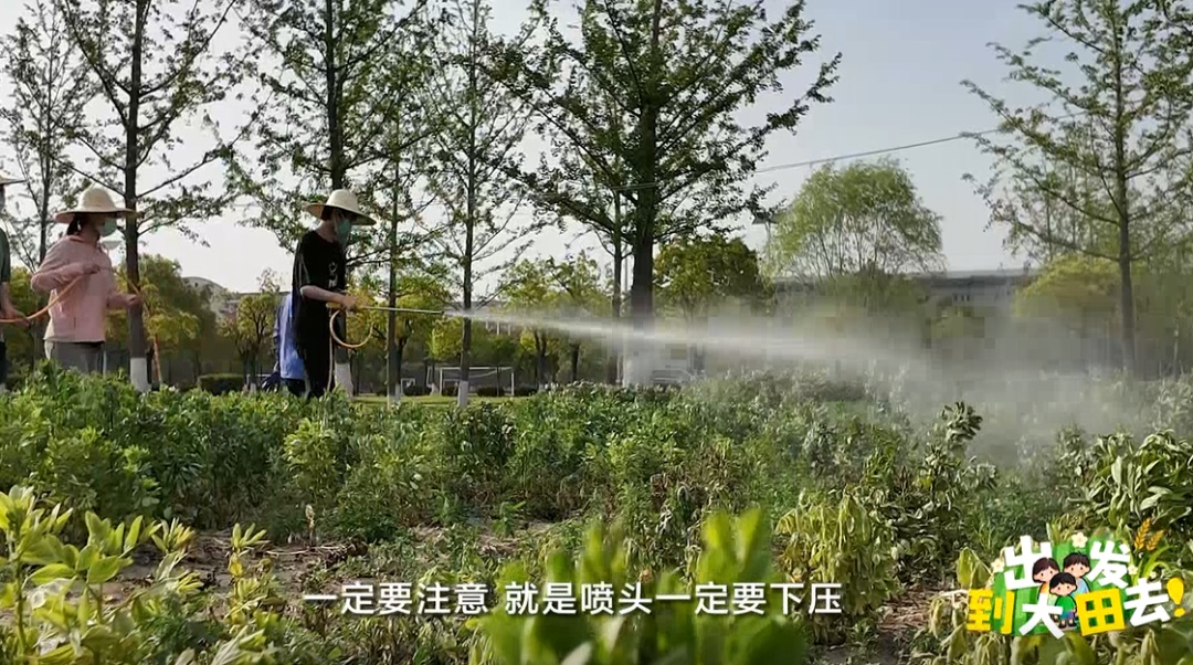 近300名农学子种蚕豆半年,竟颗粒无收?教授反手开“失败课堂” 近300名农学子种蚕豆半年,竟颗粒无收?教授反手开“失败课堂”