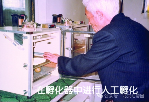 从仅剩7只到上万只——这是朱鹮保护的涅槃之路