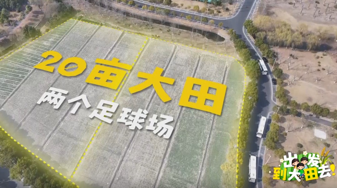 近300名农学子种蚕豆半年,竟颗粒无收?教授反手开“失败课堂” 近300名农学子种蚕豆半年,竟颗粒无收?教授反手开“失败课堂”