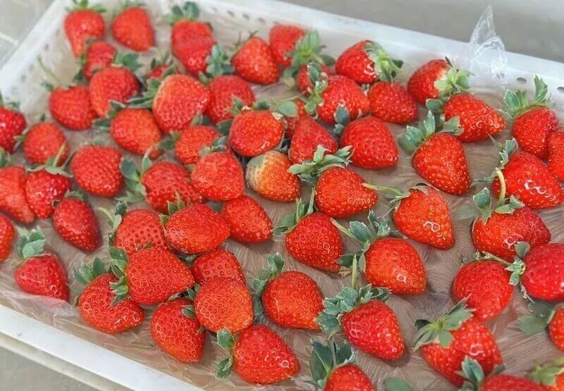 这个“冬日顶流”，即将大量成熟！青岛这里每天发出500斤，订单已经排到了下周……