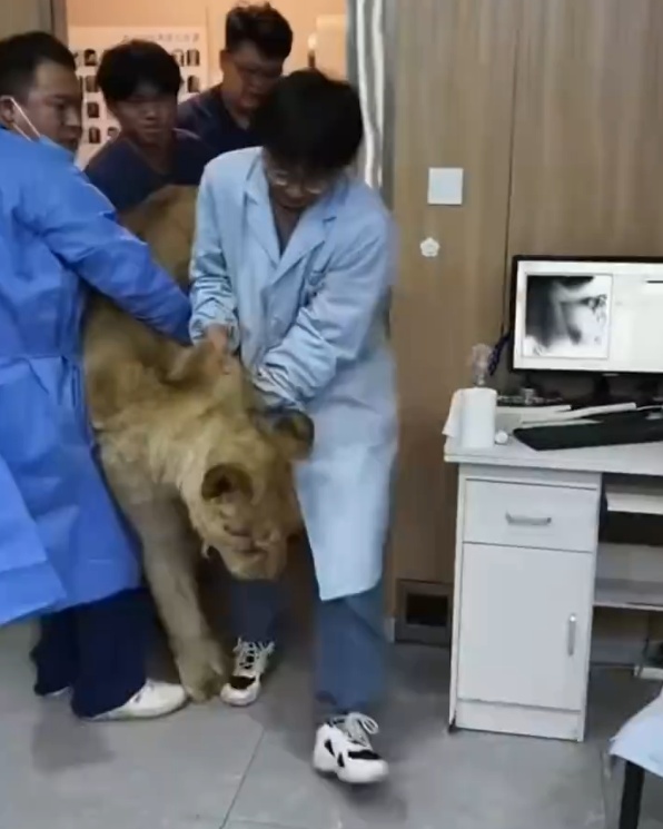 “4人抬200斤狮子做CT”引热议，医院回应