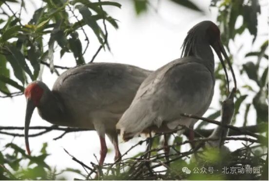 从仅剩7只到上万只——这是朱鹮保护的涅槃之路