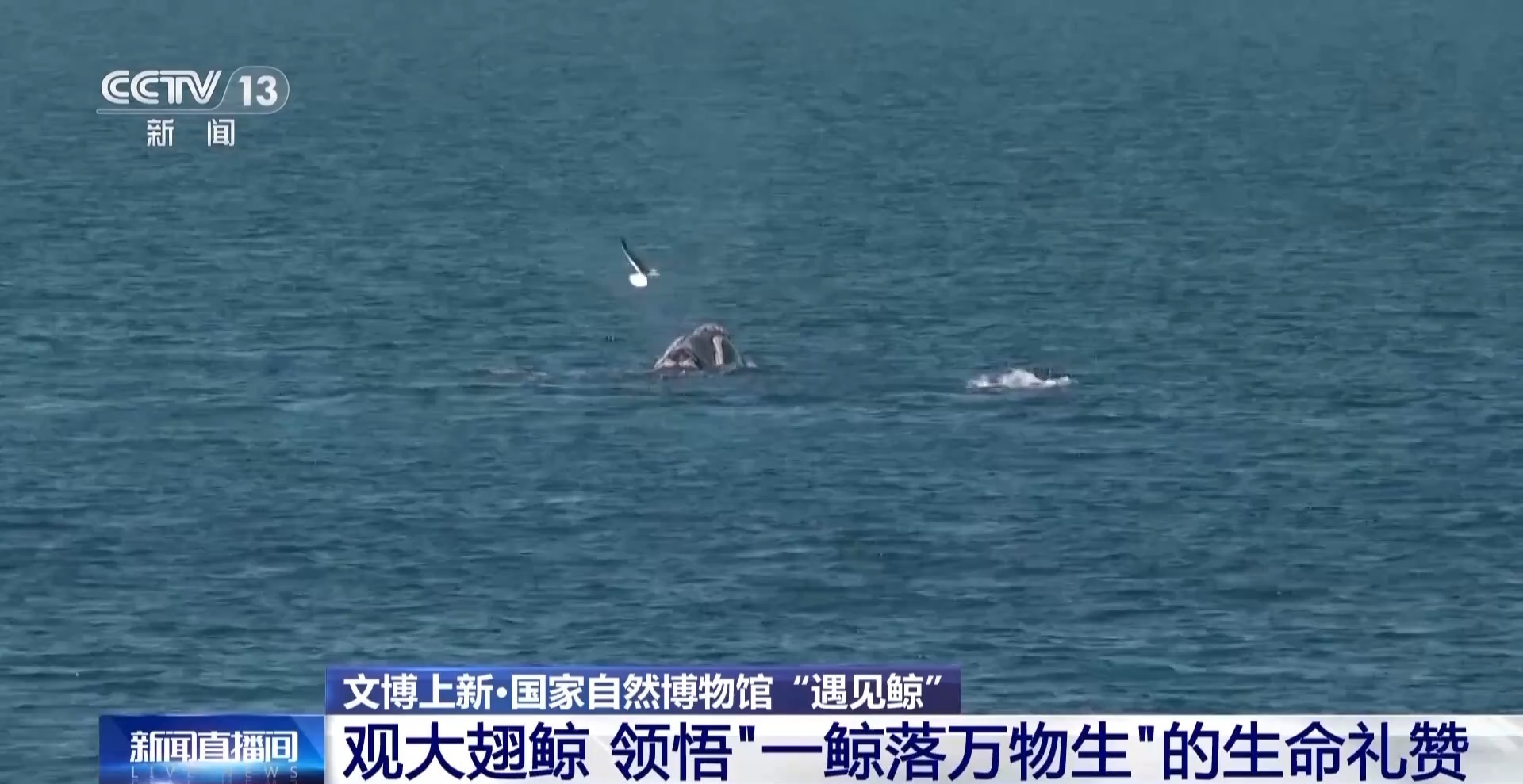 在国家自然博物馆“遇见鲸” 回望5500万年陆海传奇