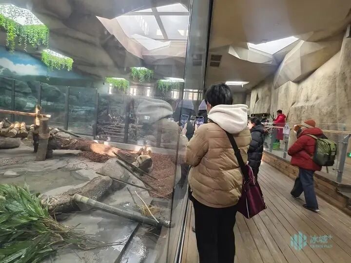 冰雪+萌宠!太阳岛雪博会建设正酣,熊猫芝士芝麻成冬日顶流 冰雪+萌宠!太阳岛雪博会建设正酣,熊猫芝士芝麻成冬日顶流