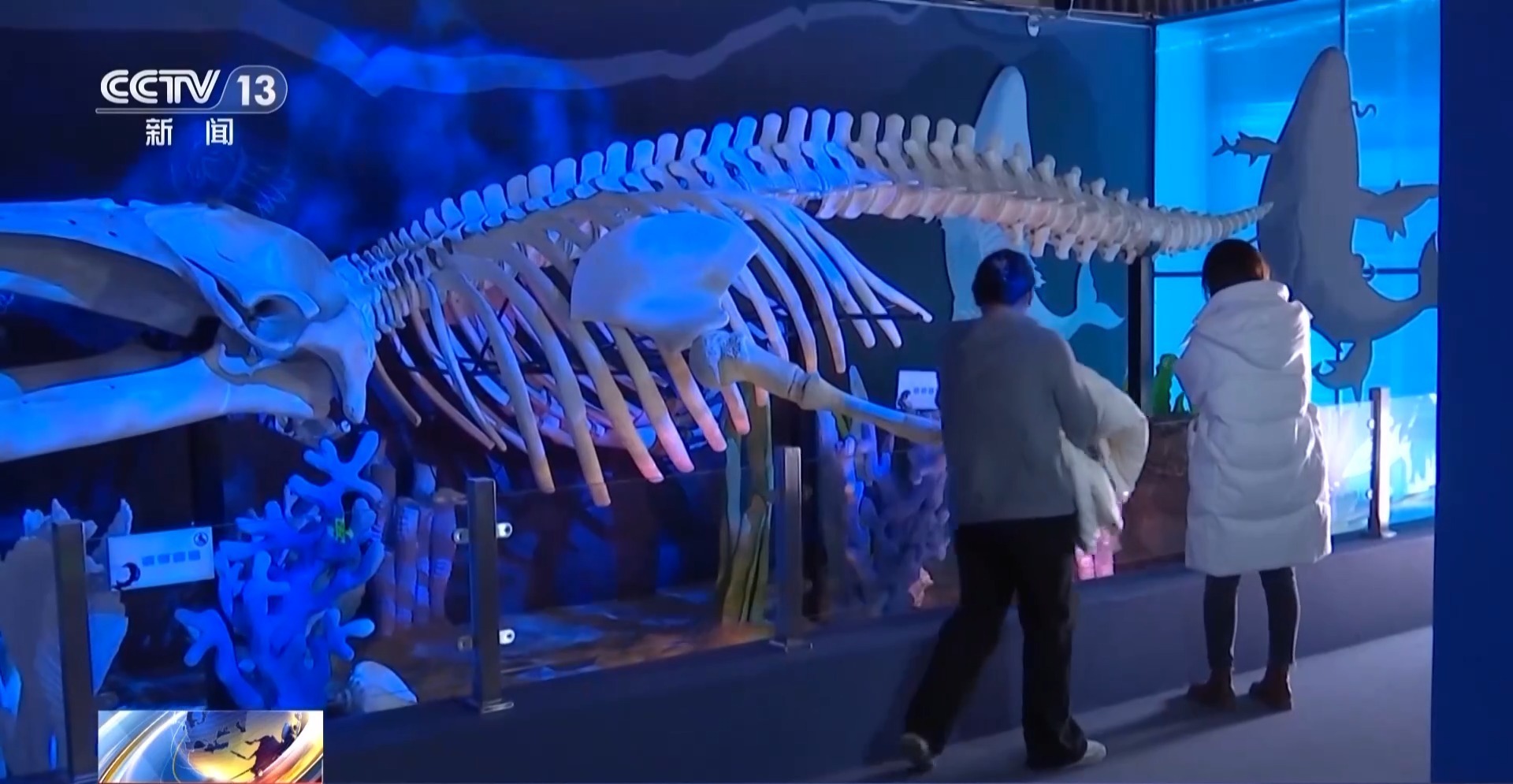 在国家自然博物馆“遇见鲸” 回望5500万年陆海传奇