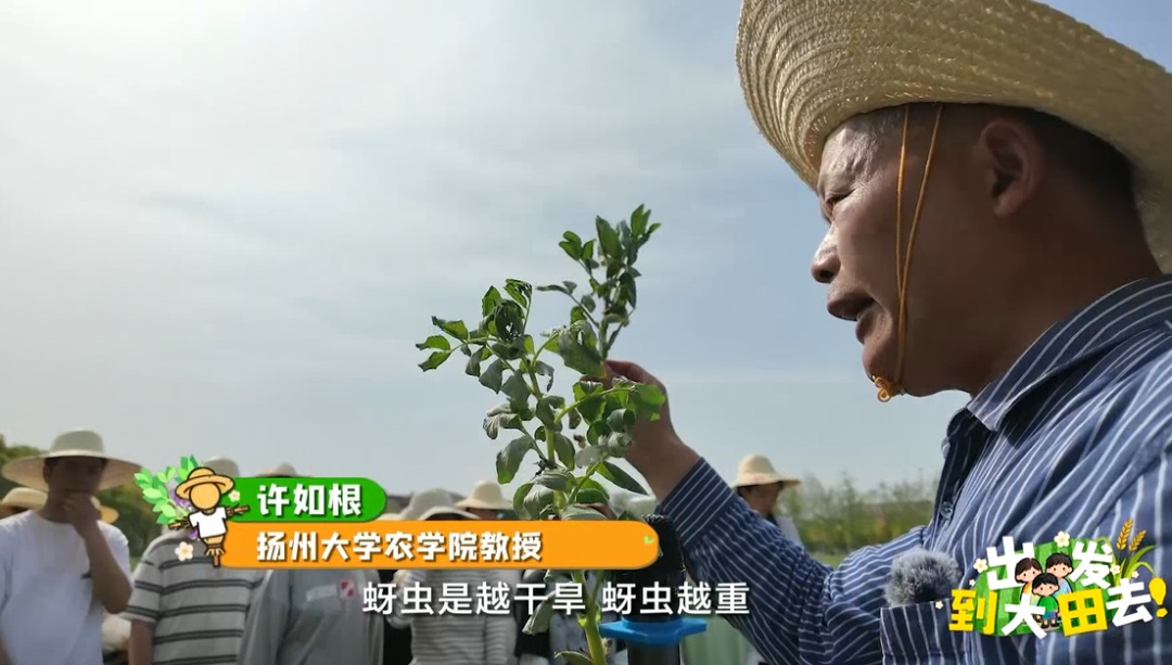 近300名农学子种蚕豆半年,竟颗粒无收?教授反手开“失败课堂” 近300名农学子种蚕豆半年,竟颗粒无收?教授反手开“失败课堂”