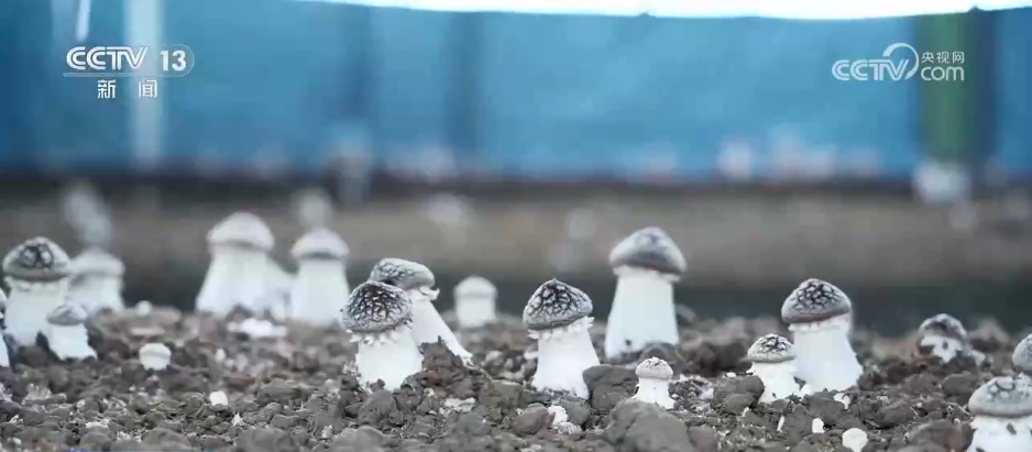 应对低温挑战 多地数措并举保障百姓“菜篮子”供应充足