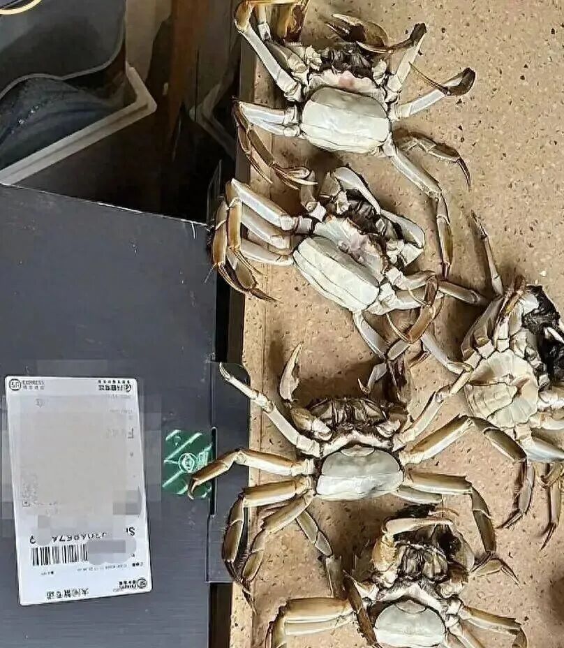 AI合成死蟹骗退款,买家被行拘8日 AI合成死蟹骗退款,买家被行拘8日