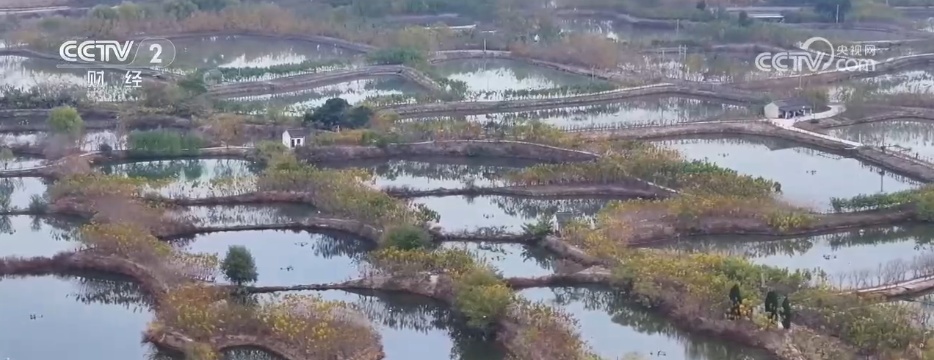 冬“鲜”上市受青睐 特色产业铺就乡村振兴“富民路”