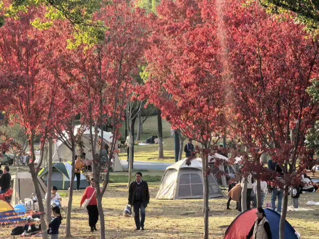 官宣:武汉这里开放露营!已进入最佳观赏期 官宣:武汉这里开放露营!已进入最佳观赏期