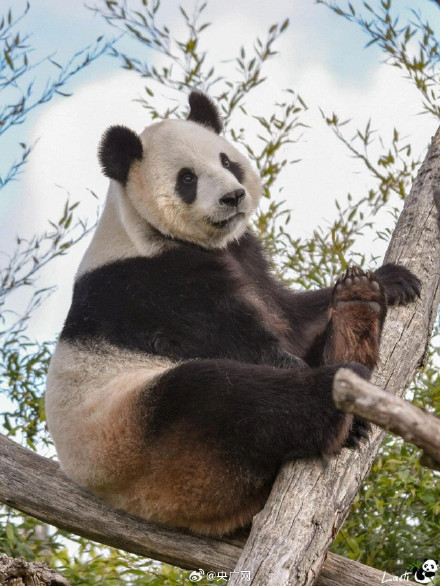 欢迎回家!旅比大熊猫“好好”平安到家 欢迎回家!旅比大熊猫“好好”平安到家