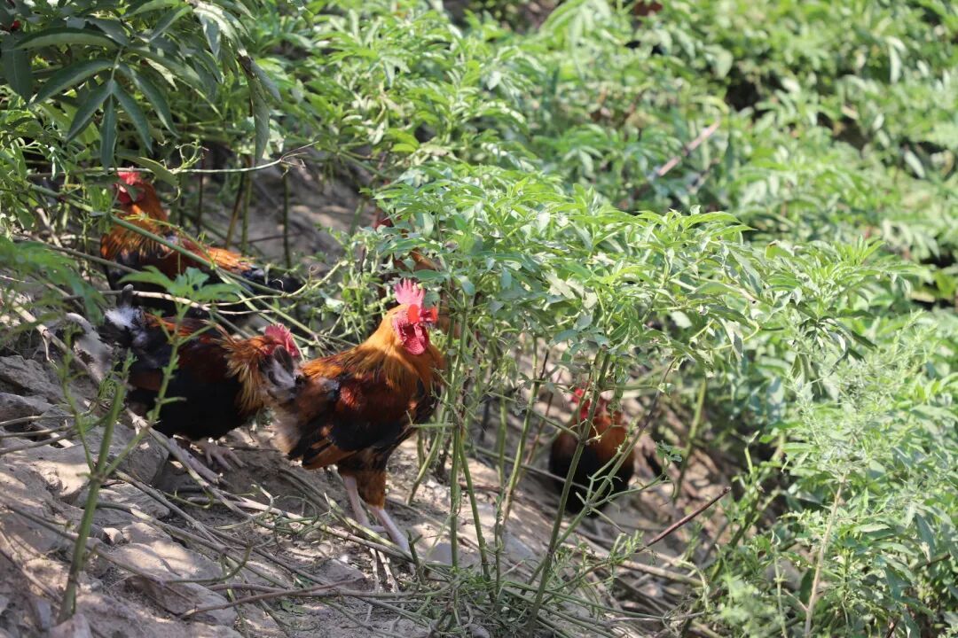《四川土鸡图谱》来了！你喜欢吃哪种？