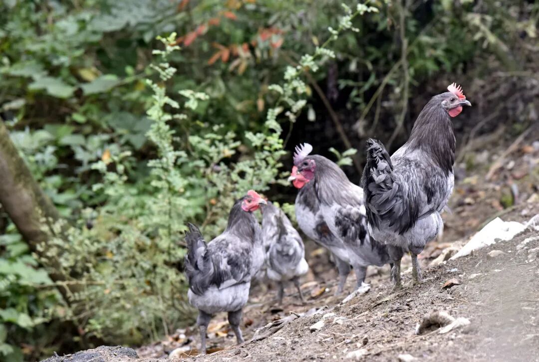 《四川土鸡图谱》来了！你喜欢吃哪种？