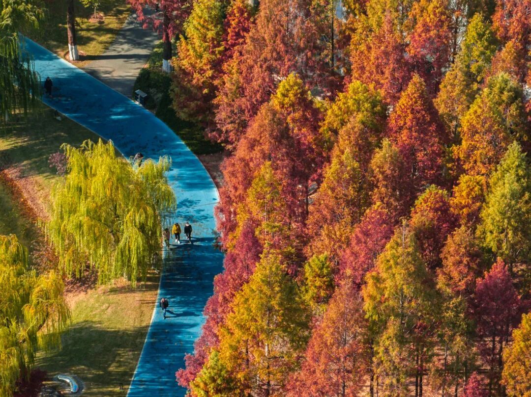 官宣:武汉这里开放露营!已进入最佳观赏期 官宣:武汉这里开放露营!已进入最佳观赏期