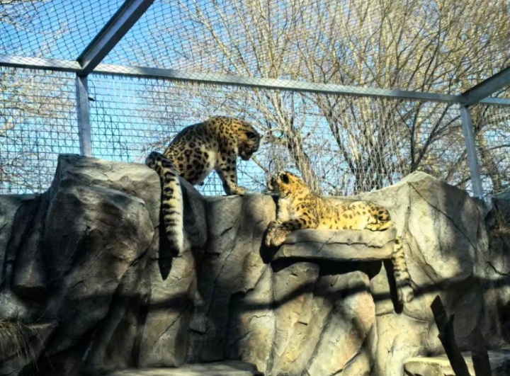 好消息！西宁野生动物园豹馆全新亮相