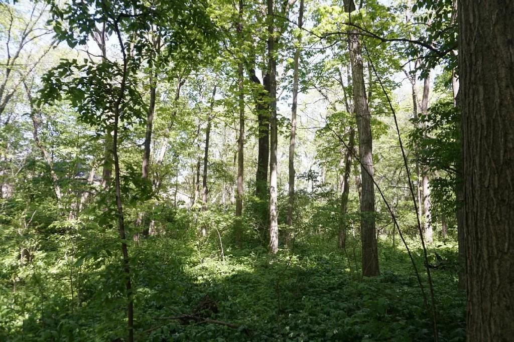 野外找不着“北”？这些户外应急技巧 关键时刻能救命