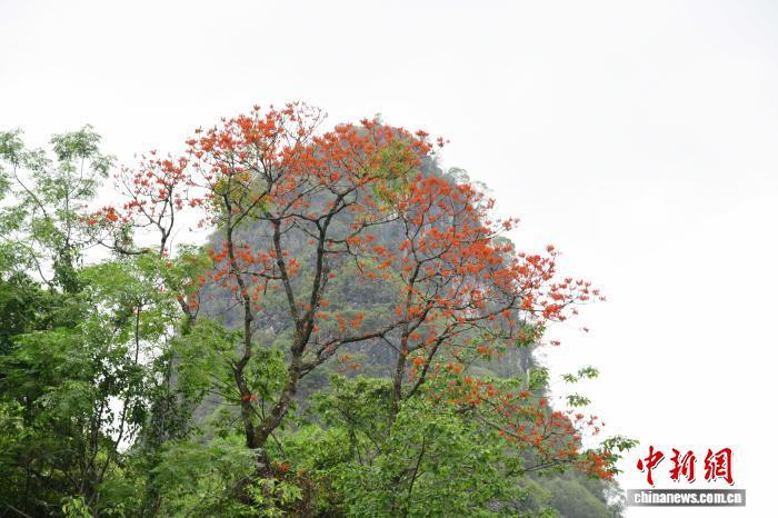 国家一级保护野生植物广西火桐种群数量稳定增长 国家一级保护野生植物广西火桐种群数量稳定增长