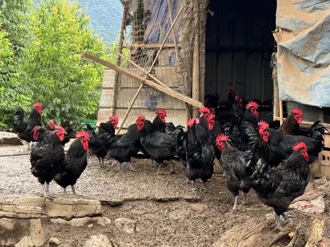 《四川土鸡图谱》来了！你喜欢吃哪种？