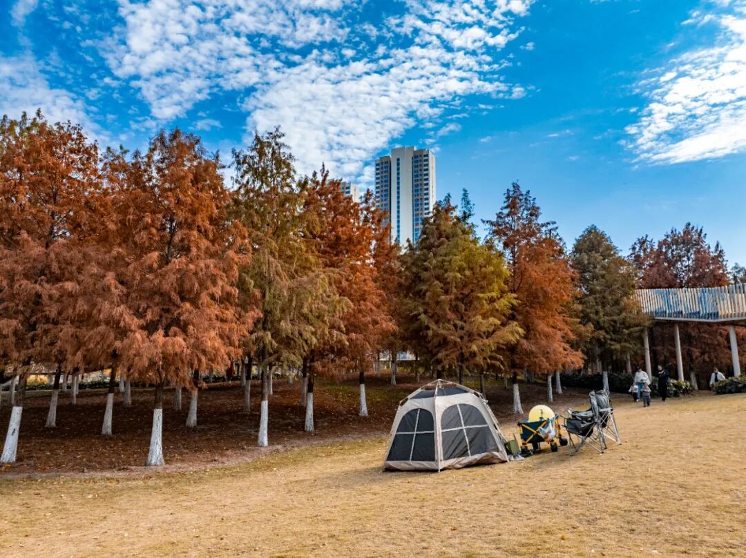 官宣:武汉这里开放露营!已进入最佳观赏期 官宣:武汉这里开放露营!已进入最佳观赏期