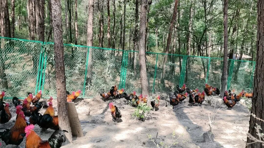 《四川土鸡图谱》来了！你喜欢吃哪种？