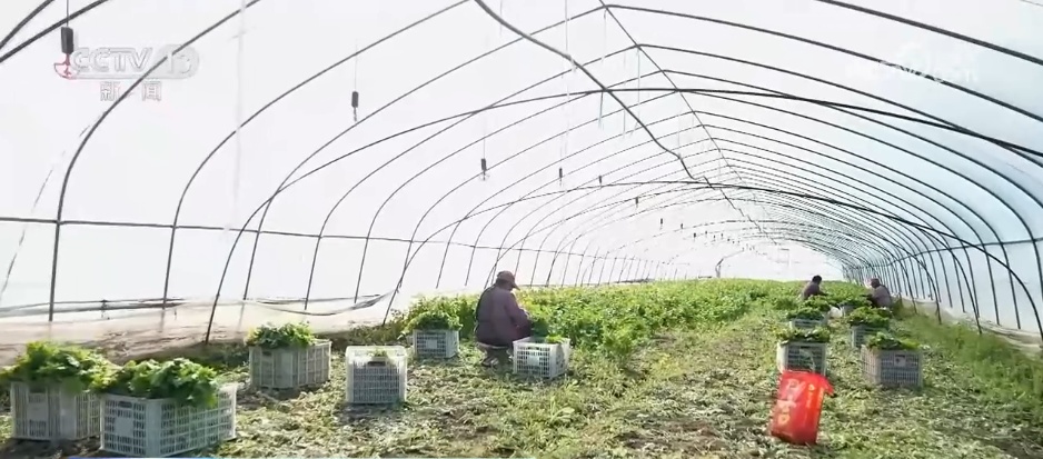应对低温挑战 多地数措并举保障百姓“菜篮子”供应充足