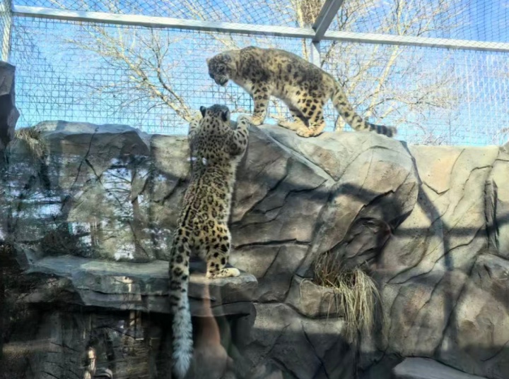 好消息！西宁野生动物园豹馆全新亮相